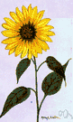 Helianthus petiolaris - similar to the common sunflower with slender usually branching stems common in central United States