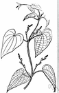 white yam - grown in Australasia and Polynesia for its large root with fine edible white flesh