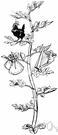 wonder bean - annual semi-erect bushy plant of tropical South America bearing long pods with white seeds grown especially for forage