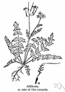 Erodium cicutarium - European weed naturalized in southwestern United States and Mexico having reddish decumbent stems with small fernlike leaves and small deep reddish-lavender flowers followed by slender fruits that stick straight up