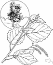 bigtooth aspen - aspen with a narrow crown