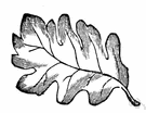 leaf form - any of the various shape that leaves of plants can assume