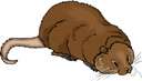 muskrat - the brown fur of a muskrat