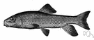 redhorse sucker - North American sucker with reddish fins