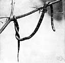 Aspidelaps lubricus - small widely distributed arboreal snake of southern Africa banded in black and orange