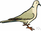 Streptopelia - turtledoves
