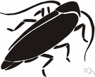 Blattodea - cockroaches