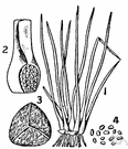 macrosporangium - a plant structure that produces megaspores