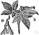 Araliaceae - mostly tropical trees and shrubs and lianas: genera Panax and Hedera