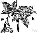 ivy family