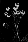 corn mayweed - ubiquitous European annual weed with white flowers and finely divided leaves naturalized and sometimes cultivated in eastern North America