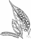 Leucothoe fontanesiana - fast-growing evergreen shrub of southeastern United States having arching interlaced branches and racemes of white flowers
