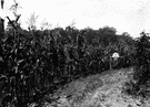 Florida bean - the annual woody vine of Asia having long clusters of purplish flowers and densely hairy pods