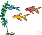 aquatic plant - a plant that grows partly or wholly in water whether rooted in the mud, as a lotus, or floating without anchorage, as the water hyacinth