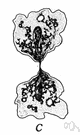 asexual reproduction - reproduction without the fusion of gametes
