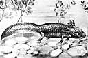 mud puppy - larval salamander of mountain lakes of Mexico that usually lives without metamorphosing