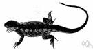 Sceloporus - spiny lizards