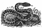 Vipera berus - small terrestrial viper common in northern Eurasia