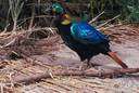 monal - brilliantly colored pheasant of southern Asia