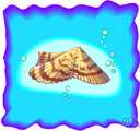 family Arcidae - ark shells