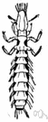 bird louse - wingless insect with mouth parts adapted for biting