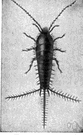 Lepisma - type genus of the Lepismatidae: silverfish