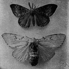 Lymantria dispar - European moth introduced into North America