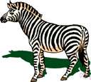 zebra - any of several fleet black-and-white striped African equines