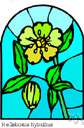 genus Helleborus - a genus of Helleborus