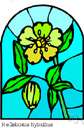 Helleborus - a genus of Helleborus