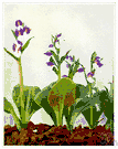 purple-hooded orchis - North American orchid having a spike of violet-purple flowers mixed with white
