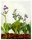 showy orchis - North American orchid having a spike of violet-purple flowers mixed with white