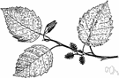 speckled alder - common shrub of Canada and northeastern United States having shoots scattered with rust-colored down