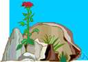 rock rose - any of numerous varieties of helianthemums having small rose-like yellow or white or reddish flowers