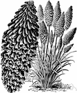 Kniphofia uvaria - clump-forming plant of South Africa with spikes of scarlet flowers