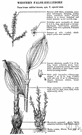 bugbane - North American plant having large leaves and yellowish green flowers growing in racemes