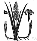 Sansevieria zeylanica - plant having thick fibrous leaves transversely banded in light and dark green