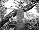 orchid tree - small East Indian tree having orchid-like flowers and hard dark wood