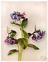 genus Mertensia - a genus of herbs belonging to the family Boraginaceae that grow in temperate regions and have blue or purple flowers shaped like funnels