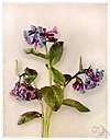 Mertensia - a genus of herbs belonging to the family Boraginaceae that grow in temperate regions and have blue or purple flowers shaped like funnels