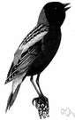 bobolink - migratory American songbird