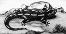 fire salamander - European salamander having dark skin with usually yellow spots