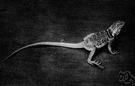 collared lizard - any of several robust long-tailed lizards with collars of two dark bands