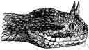 genus Aspis - horned vipers