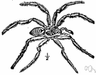 Lycosa tarentula - large southern European spider once thought to be the cause of tarantism (uncontrollable bodily movement)