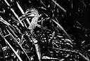 Aramus pictus - wading bird of Florida, Cuba and Jamaica having a drooping bill and a distinctive wailing call
