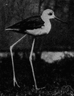 Himantopus himantopus - stilt of Europe and Africa and Asia having mostly white plumage but with black wings