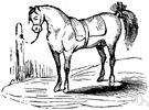 post-horse - a horse kept at an inn or post house for use by mail carriers or for rent to travelers