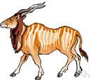 genus Taurotragus - African antelopes: elands