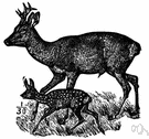 roe deer - small graceful deer of Eurasian woodlands having small forked antlers